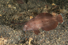 Peacock Razorfish - Juvenile - Iniistius pavo