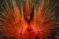 Radiant Sea Urchin - Astropyga radiata