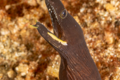 Ribbon Eel - Juvenile - Rhinomuraena quaesita
