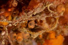 Rumengan's Pipehorse - Kyonemichthys rumengani