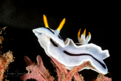 Sea Slug - Chromodoris dianae