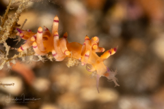 Sea Slug - Coryphellina species ?