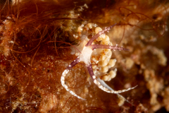 Sea Slug - Facelinid sp. 2 NSSI2