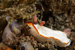 Sea Slug - Goniobranchus verrieri