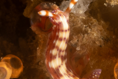 Sea Slug - Hypselodoris maculosa ?