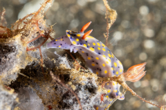 Sea Slug - Hypselodoris roo