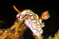 Sea Slug - Hypselodoris zephyra