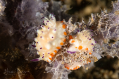 Sea Slug - Mexichromis multituberculata
