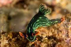 Sea Slug - Nembrotha kubaryana