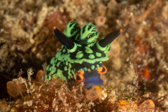 Sea Slug - Nembrotha kubaryana - Feeding