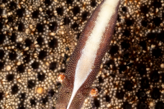 Sea Star Shrimp - Zenopontonia soror
