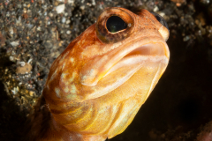 Solor Jawfish - Opistognathus solorensis ?