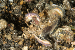 Spiny Devilfish - Inimicus didactylus