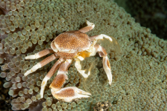 Spotted Porcelain Crab - Neopetrolisthes maculatus