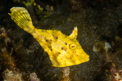 Strapweed Filefish - Pseudomonacanthus macrurus