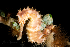Thorny Seahorse - Hippocampus histrix