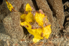 Warty Frogfish - Antennarius maculatus