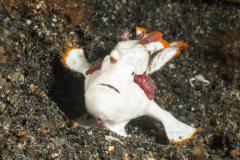 Warty Frogfish - Juvenile  - Antennarius maculatus