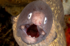 White-Eyed Moray - Gymnothorax thyrsoideus