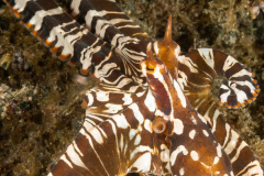 Wunderpus Octopus - Wunderpus photogenicus