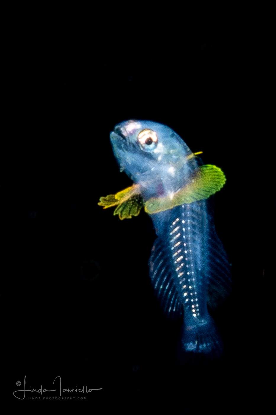 Probably Early Soapfish - Grammistidae