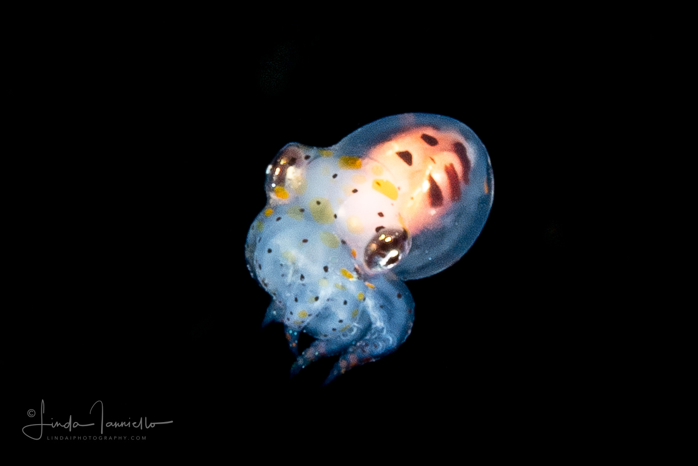 Octopus - Octopodidae Family - Tiny