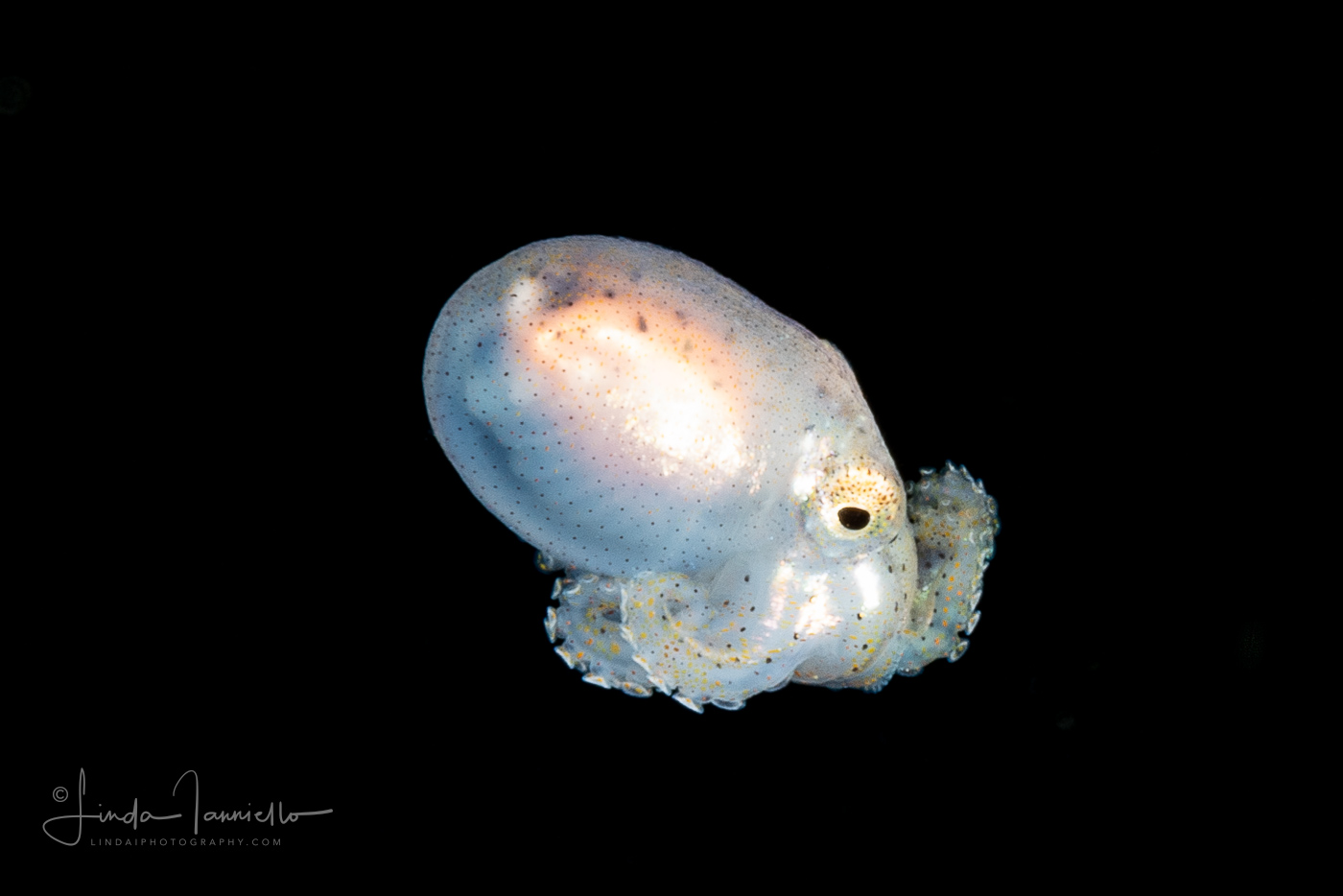 Octopus - Octopodidae Family - Tiny