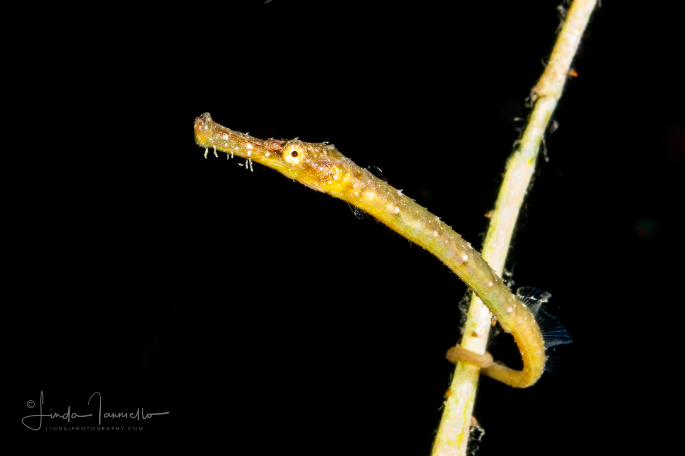 Probably Double-Ended Pipehorse - Syngnathoides biaculeatus