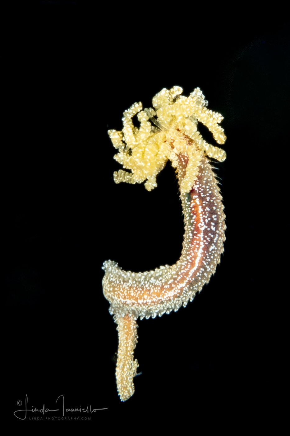 Worm - Terebellidae Family
