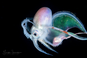 Blanket Octopus - Female - Tremoctopus violaceus Blanket Octopus - Female - Tremoctopus violaceus