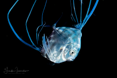 African Pompano - Juvenile - Alectis ciliaris