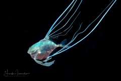 African Pompano - Juvenile - Alectis ciliaris