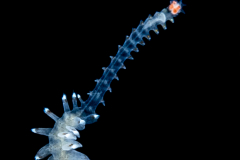 Alciopini Worm - Phyllodocidae Family - Ctenophoricola species