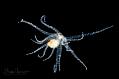Anemone ?