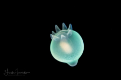 Anemone Larva