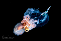 Argonaut - Argonautidae Family - with a Hydromedusa