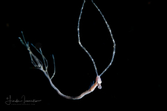 Bentstick / Double-Ended Pipefish Juvenile - Trachyrhamphus bicoarctatus