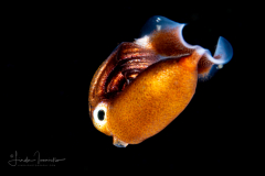 Bigfin reef squid - Sepioteuthis lessoniana ?