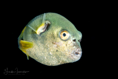 Blackspotted Puffer - Arothron nigropunctatus
