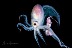 Blanket Octopus - Female - Tremoctopus violaceus