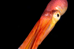 Blanket Octopus - Female - Tremoctopus violaceus