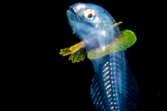 Probably Early Soapfish - Grammistidae