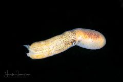 Blue-Ringed Octopus - Hapalochlaena lunulata