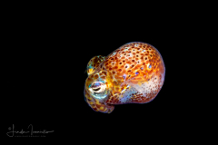 Bobtail Squid
