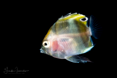 Butterflyfish - Chaetodontidae Family - Coradion species - Possibly C. altivelis