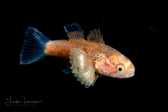 Cardinalfish - Probably Apogonichthys species