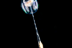 Comb Jelly - Ctenophore - Cydippida Order