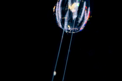 Comb jelly - Ctenophore - Cydippida Order