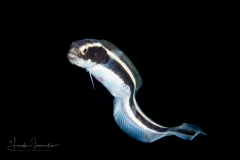 Convict Blenny - Juvenile - Pholidichthys leucotaenia