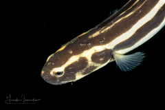 Convict Blenny - Pholidichthys leucotaenia